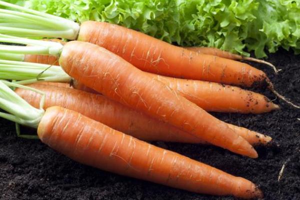 胡蘿卜要不要削皮 胡蘿卜必須過(guò)油才有營(yíng)養(yǎng)嗎 胡蘿卜要不要削皮 胡蘿卜必須過(guò)油才有營(yíng)養(yǎng)嗎