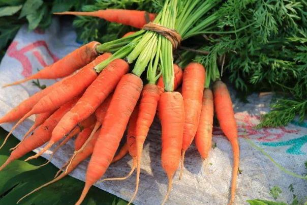 胡蘿卜要不要削皮 胡蘿卜必須過(guò)油才有營(yíng)養(yǎng)嗎 胡蘿卜要不要削皮 胡蘿卜必須過(guò)油才有營(yíng)養(yǎng)嗎