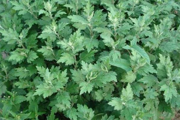 艾葉有毒性嗎 艾葉有激素嗎 艾葉有毒性嗎 艾葉有激素嗎