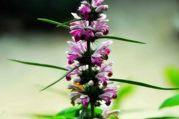 益母草可以治痛經(jīng)嗎 益母草可以調(diào)理月經(jīng)量少嗎 益母草可以治痛經(jīng)嗎 益母草可以調(diào)理月經(jīng)量少嗎