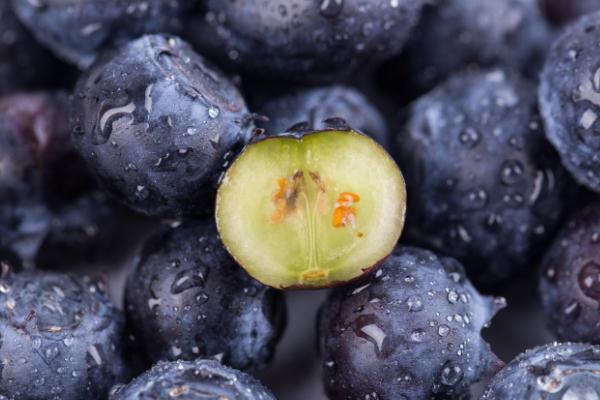 藍(lán)莓是什么季節(jié)的水果 藍(lán)莓在什么季節(jié)吃最好 藍(lán)莓是什么季節(jié)的水果 藍(lán)莓在什么季節(jié)吃最好