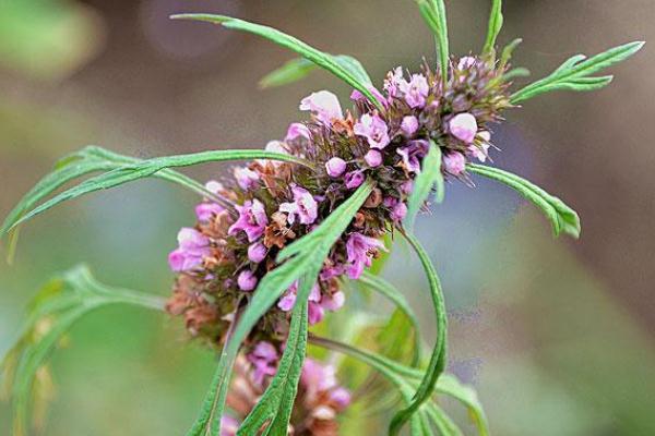 益母草的用量 益母草的副作用有哪些 益母草的用量 益母草的副作用有哪些