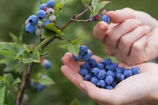 藍(lán)莓是什么季節(jié)的水果 藍(lán)莓在什么季節(jié)吃最好 藍(lán)莓是什么季節(jié)的水果 藍(lán)莓在什么季節(jié)吃最好