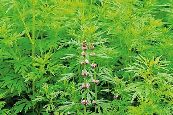 益母草的作用及功效 益母草什么時候喝最好 益母草的作用及功效 益母草什么時候喝最好