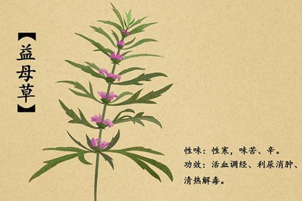 益母草的作用及功效 益母草什么時候喝最好 益母草的作用及功效 益母草什么時候喝最好