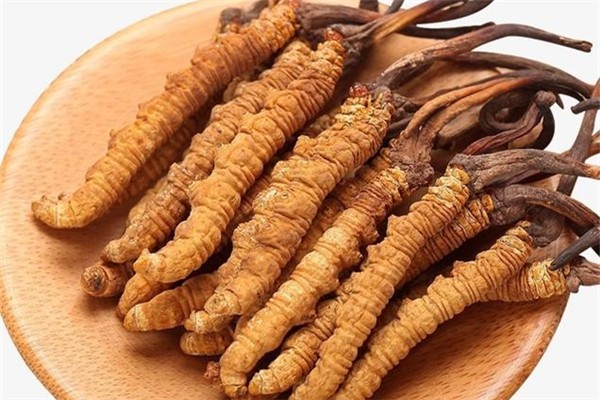 蟲草怎么吃最有效 蟲草可以提高免疫力嗎 蟲草怎么吃最有效 蟲草可以提高免疫力嗎