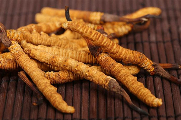 蟲草怎么吃最有效 蟲草可以提高免疫力嗎 蟲草怎么吃最有效 蟲草可以提高免疫力嗎