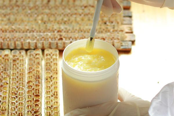 蜂王漿可以美容養(yǎng)顏嗎 蜂王漿怎么美容好 蜂王漿可以美容養(yǎng)顏嗎 蜂王漿怎么美容好