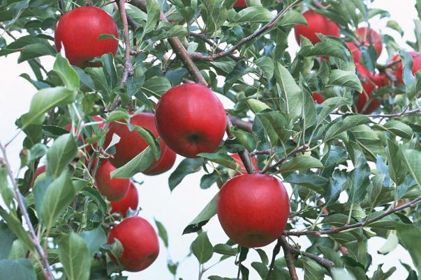 吃蘋(píng)果的最佳時(shí)間是幾點(diǎn) 吃蘋(píng)果有助于消化嗎