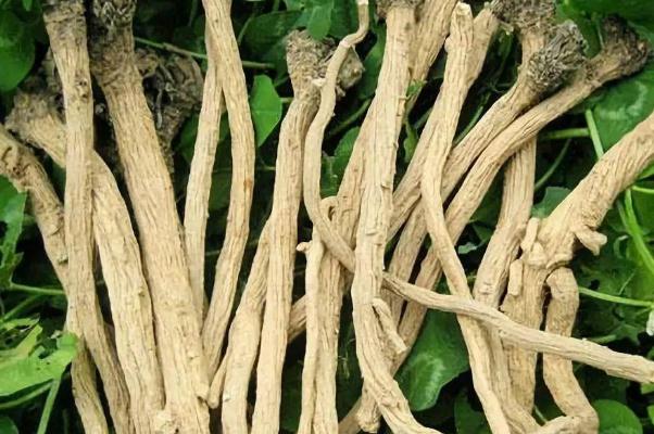 板藍根是風寒還是風熱 板藍根是消炎藥嗎 板藍根是風寒還是風熱 板藍根是消炎藥嗎