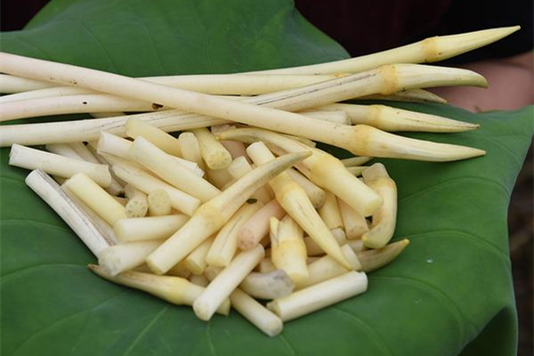 藕帶是蓮藕的哪個部位 藕帶怎么做好吃 藕帶是蓮藕的哪個部位 藕帶怎么做好吃