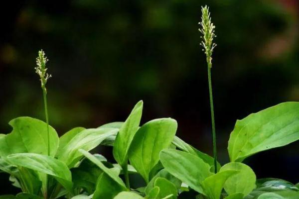 車前草是治什么的 車前草的藥理作用 車前草是治什么的 車前草的藥理作用