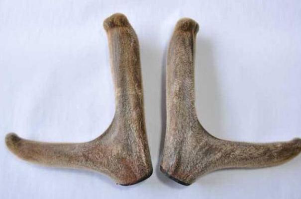 鹿茸片有什么用 鹿茸片有保質(zhì)期嗎 鹿茸片有什么用 鹿茸片有保質(zhì)期嗎