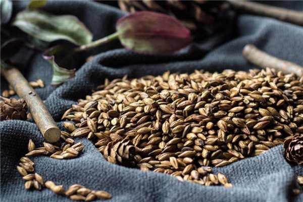 大麥茶可以天天喝嗎 大麥茶長期喝會(huì)怎樣