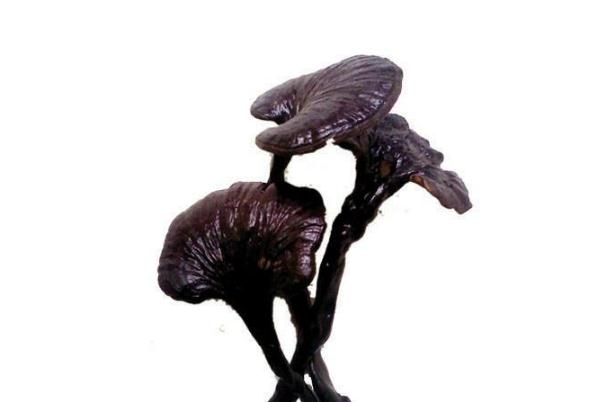 靈芝可以泡水喝嗎 靈芝泡水喝的功效和作用 靈芝可以泡水喝嗎 靈芝泡水喝的功效和作用