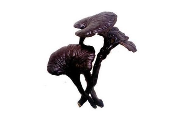 靈芝能治肝病嗎 靈芝能治胃病嗎 靈芝能治肝病嗎 靈芝能治胃病嗎