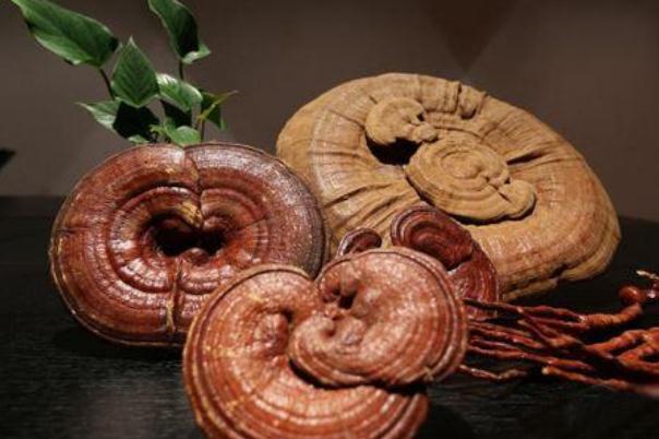 靈芝對(duì)痛風(fēng)有效果嗎 靈芝對(duì)糖尿病的作用 靈芝對(duì)痛風(fēng)有效果嗎 靈芝對(duì)糖尿病的作用