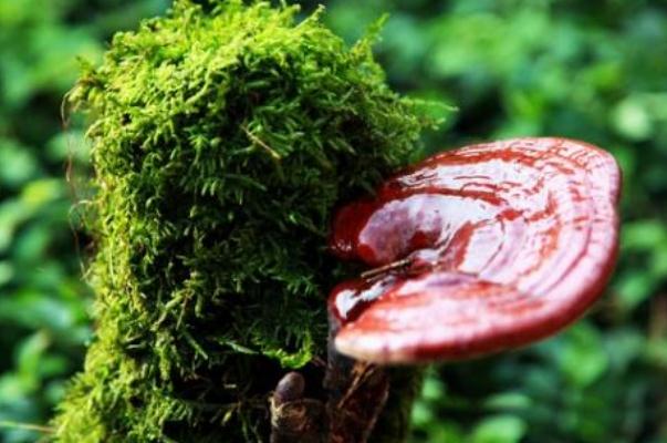 靈芝可以降血糖嗎 靈芝降血糖有用嗎 靈芝可以降血糖嗎 靈芝降血糖有用嗎