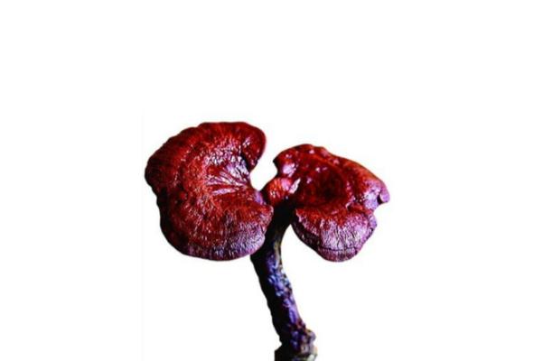 靈芝可以降血糖嗎 靈芝降血糖有用嗎 靈芝可以降血糖嗎 靈芝降血糖有用嗎