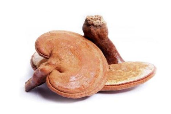 靈芝可以泡水喝嗎 靈芝泡水喝的功效和作用 靈芝可以泡水喝嗎 靈芝泡水喝的功效和作用