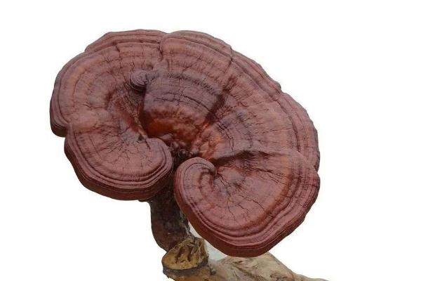 靈芝對(duì)痛風(fēng)有效果嗎 靈芝對(duì)糖尿病的作用 靈芝對(duì)痛風(fēng)有效果嗎 靈芝對(duì)糖尿病的作用