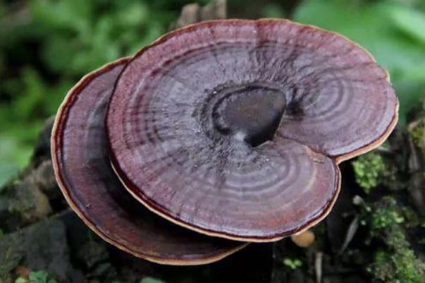 靈芝可以泡水喝嗎 靈芝泡水喝的功效和作用 靈芝可以泡水喝嗎 靈芝泡水喝的功效和作用