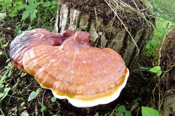 靈芝可以降血糖嗎 靈芝降血糖有用嗎 靈芝可以降血糖嗎 靈芝降血糖有用嗎