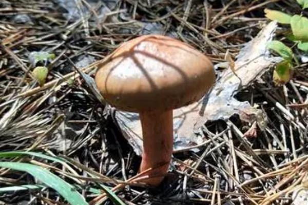 松蘑有毒嗎 松蘑有蟲子怎么辦 松蘑有毒嗎 松蘑有蟲子怎么辦