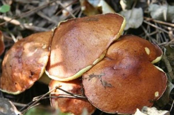 松蘑有毒嗎 松蘑有蟲子怎么辦 松蘑有毒嗎 松蘑有蟲子怎么辦