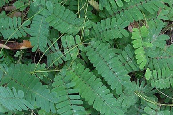 雞骨草對脂肪肝有用嗎 雞骨草對腎有損害嗎 雞骨草對脂肪肝有用嗎 雞骨草對腎有損害嗎