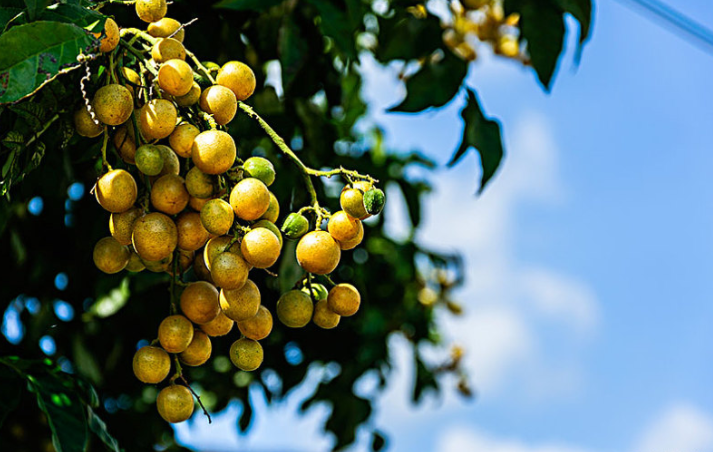 女人吃黃皮果有什么好處 孕婦吃黃皮果對胎兒有什么好處 女人吃黃皮果有什么好處 孕婦吃黃皮果對胎兒有什么好處