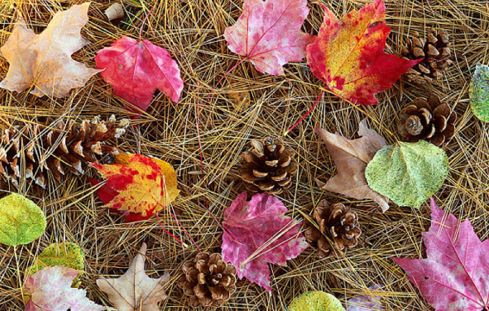 松毛泡酒能治斑禿嗎 松毛泡酒還要方點什么 松毛泡酒能治斑禿嗎 松毛泡酒還要方點什么