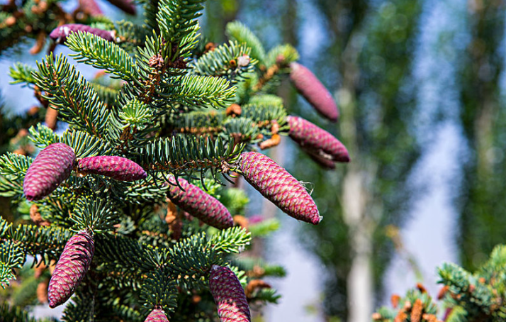 松毛泡酒能治斑禿嗎 松毛泡酒還要方點什么 松毛泡酒能治斑禿嗎 松毛泡酒還要方點什么