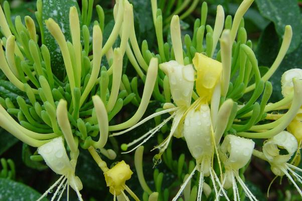 金銀花有什么藥用價值 金銀花有毛絨的好還是沒有毛絨的好 金銀花有什么藥用價值 金銀花有毛絨的好還是沒有毛絨的好