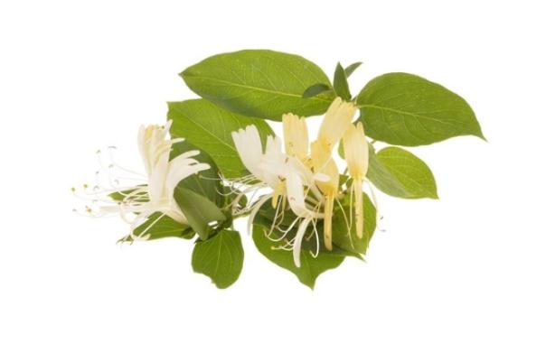 金銀花對(duì)婦科炎癥有用嗎 金銀花能治痤瘡嗎 金銀花對(duì)婦科炎癥有用嗎 金銀花能治痤瘡嗎