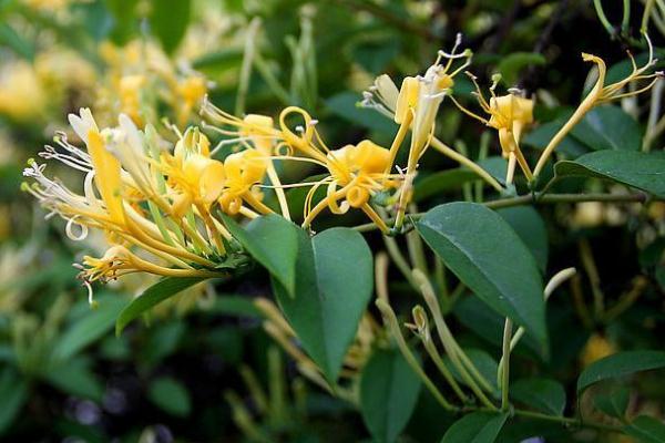 金銀花有沒(méi)有毒 金銀花有幾種品種 金銀花有沒(méi)有毒 金銀花有幾種品種