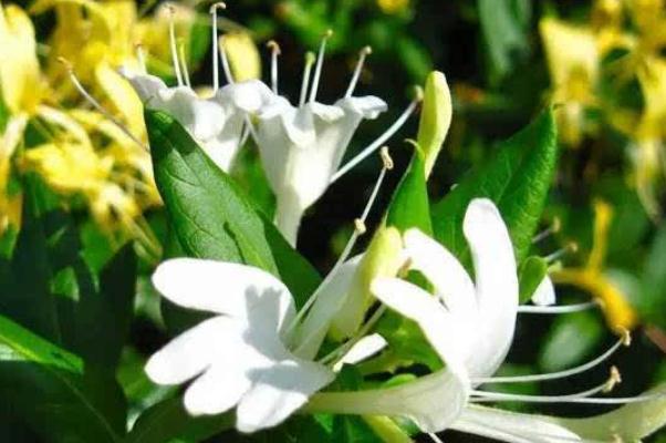 金銀花對(duì)婦科炎癥有用嗎 金銀花能治痤瘡嗎 金銀花對(duì)婦科炎癥有用嗎 金銀花能治痤瘡嗎