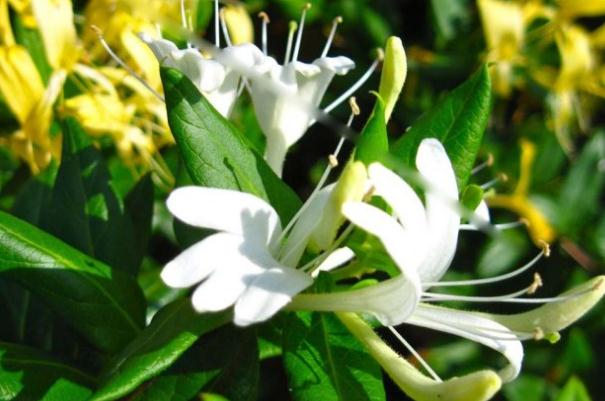 金銀花有什么藥用價值 金銀花有毛絨的好還是沒有毛絨的好 金銀花有什么藥用價值 金銀花有毛絨的好還是沒有毛絨的好