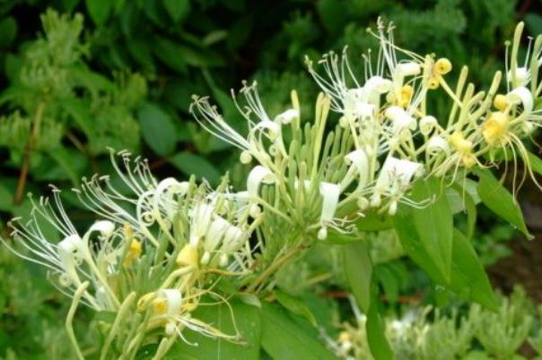 金銀花有沒(méi)有毒 金銀花有幾種品種 金銀花有沒(méi)有毒 金銀花有幾種品種