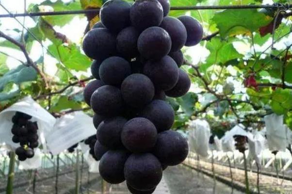 巨峰葡萄孕婦血糖有點高可以吃嗎 孕婦吃葡萄的注意事項 巨峰葡萄孕婦血糖有點高可以吃嗎 孕婦吃葡萄的注意事項