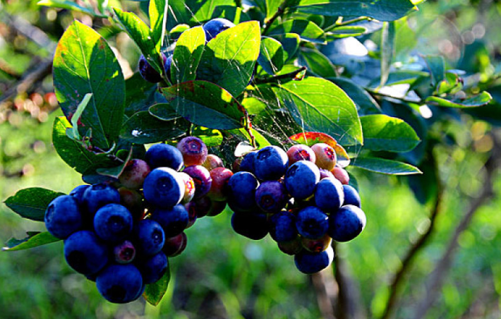 藍莓吃多了會中毒嗎 藍莓皮有什么作用