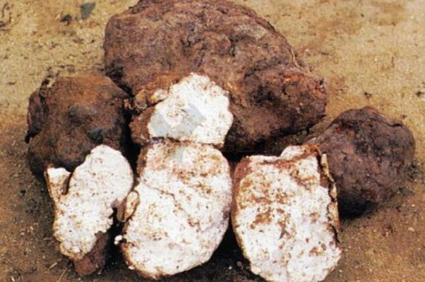 茯苓的用量多少克 茯苓有哪些吃法 茯苓的用量多少克 茯苓有哪些吃法