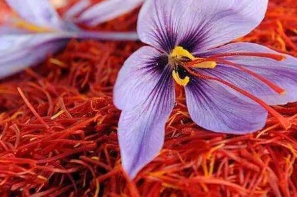 藏紅花可以天天喝嗎 藏紅花泡水一周喝幾次 藏紅花可以天天喝嗎 藏紅花泡水一周喝幾次