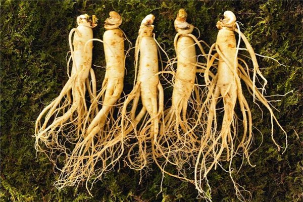 人參可以壯腎補(bǔ)陽(yáng)嗎 人參怎么吃壯腎補(bǔ)陽(yáng)