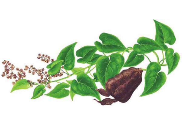 何首烏的功效與作用 何首烏的正確吃法 何首烏的功效與作用 何首烏的正確吃法