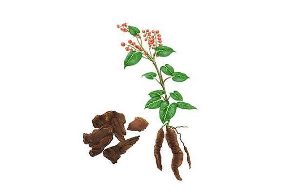 何首烏的功效與作用 何首烏的正確吃法 何首烏的功效與作用 何首烏的正確吃法