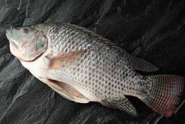 羅非魚是不是發(fā)物 羅非魚要煮多久才能煮熟 羅非魚是不是發(fā)物 羅非魚要煮多久才能煮熟