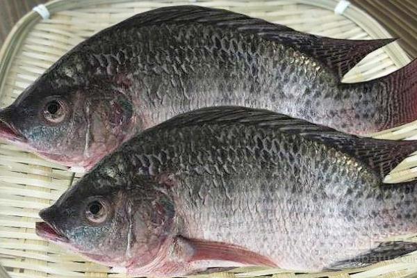 羅非魚(yú)是不是很臟 羅非魚(yú)刺多不多