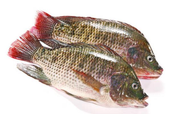 吃羅非魚(yú)對(duì)身體有害嗎 吃羅非魚(yú)會(huì)胖嗎 吃羅非魚(yú)對(duì)身體有害嗎 吃羅非魚(yú)會(huì)胖嗎