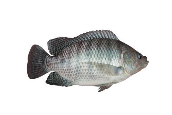 吃羅非魚(yú)對(duì)身體有害嗎 吃羅非魚(yú)會(huì)胖嗎 吃羅非魚(yú)對(duì)身體有害嗎 吃羅非魚(yú)會(huì)胖嗎
